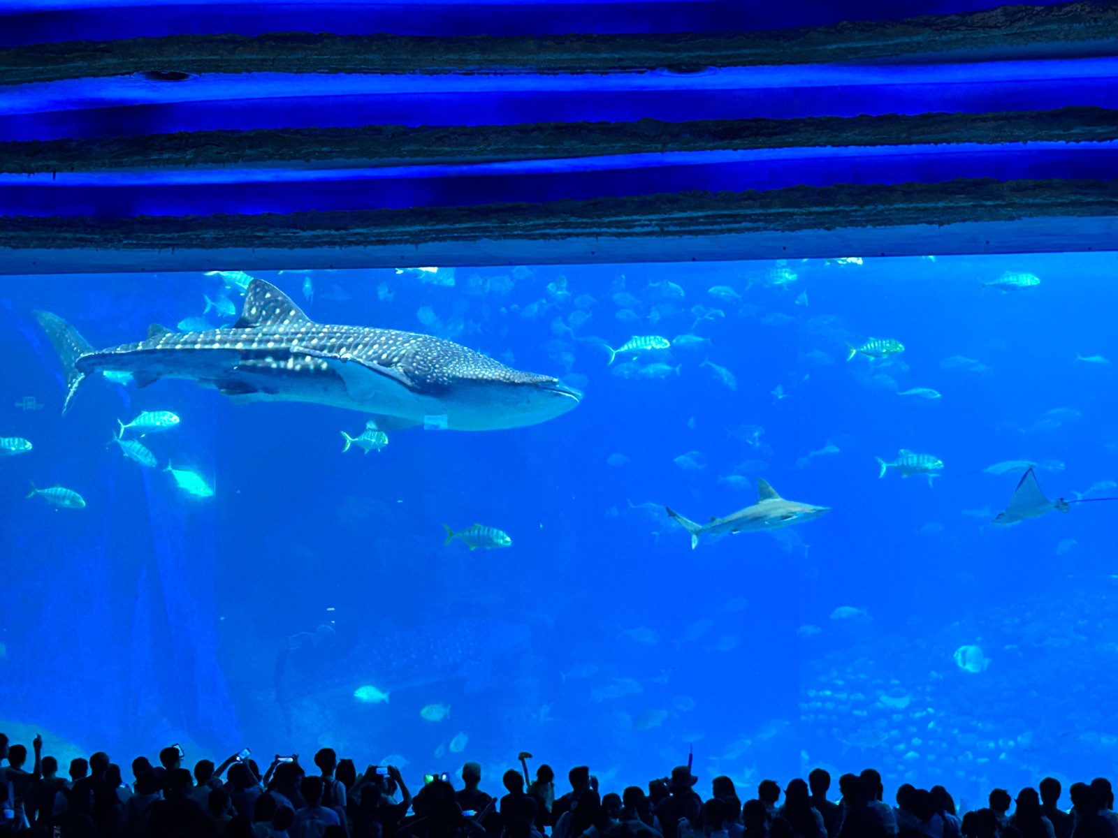 14209869.jpg 2024_07_20_15_42_IMG_5835.JPG